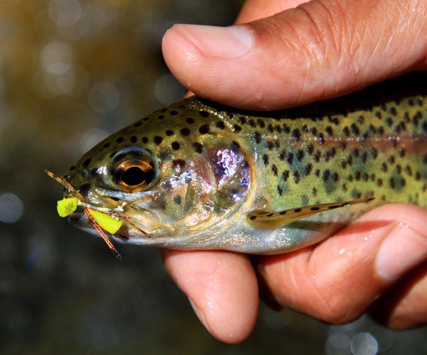 Rainbow_trout_on _d_Herbst_ Hopper