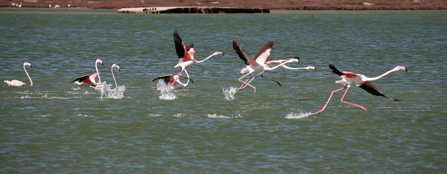 Running Flamingoes West Coast