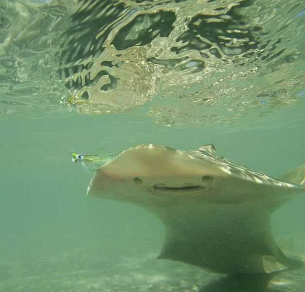 Sanshark underwater 1