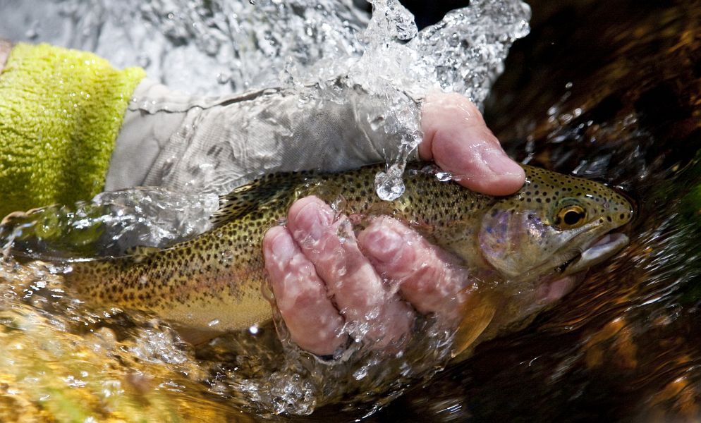 Small stream trout