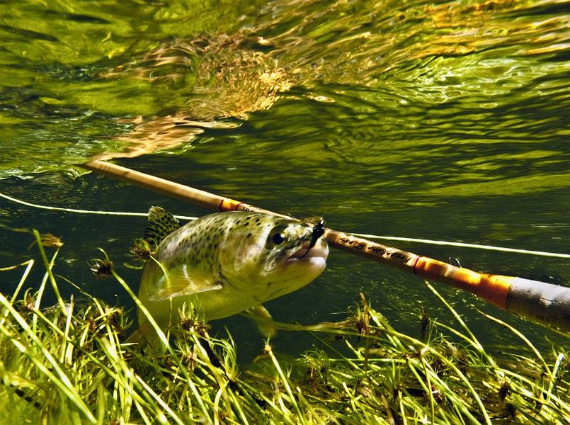 trout 12 (10)