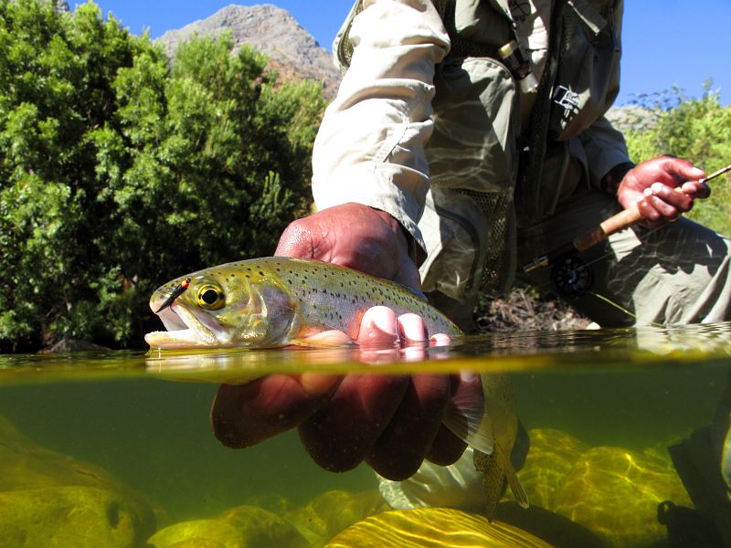 trout 12 (11)