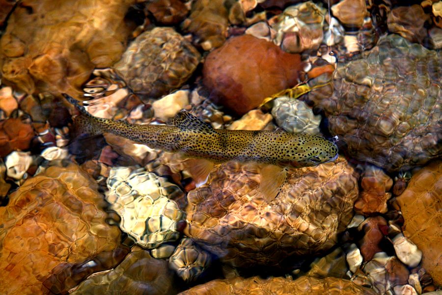 trout 12 (8)