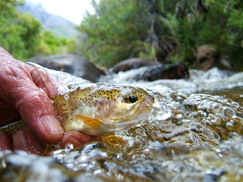 trout 12 (9)