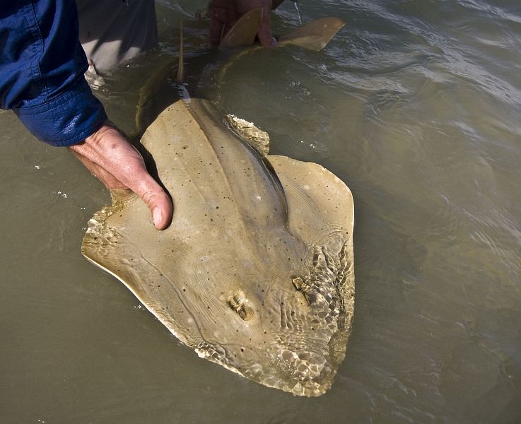 Typical Langebaan sandshark 13
