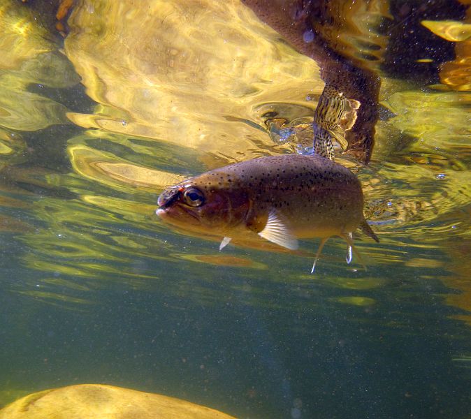 underwater trout (11)