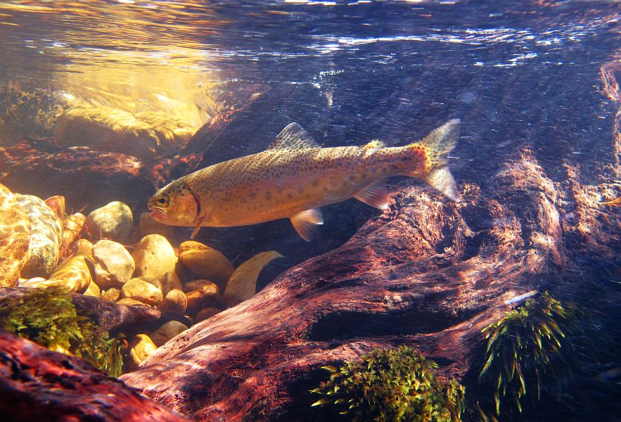 underwater trout (12)