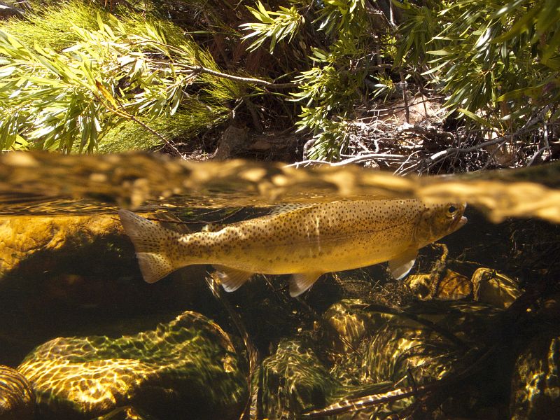 underwater trout (13)