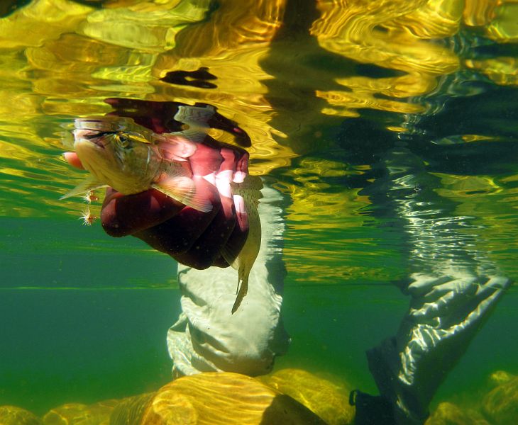 underwater trout (14)