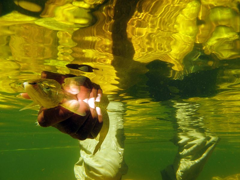 underwater trout (15)