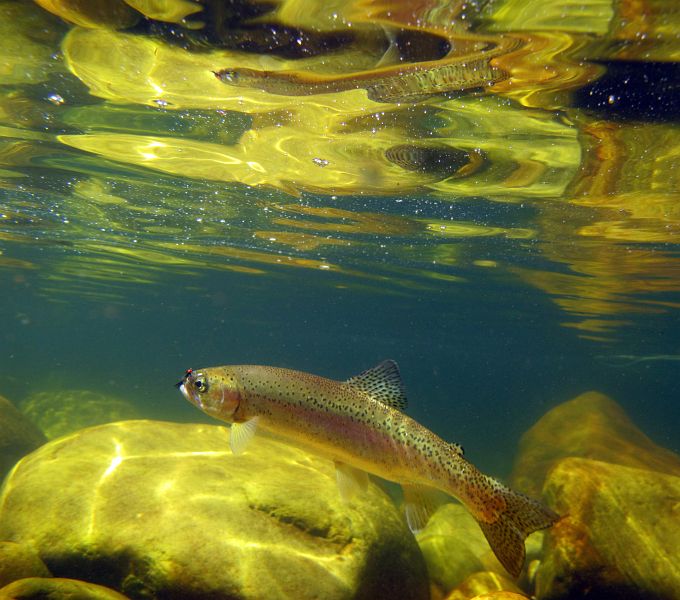 underwater trout (16)