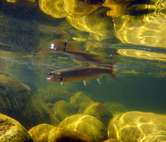 underwater trout (17)