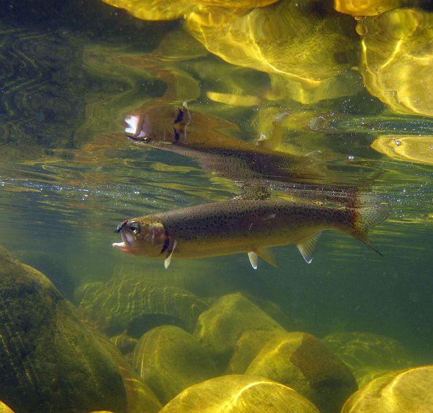 underwater trout (18)