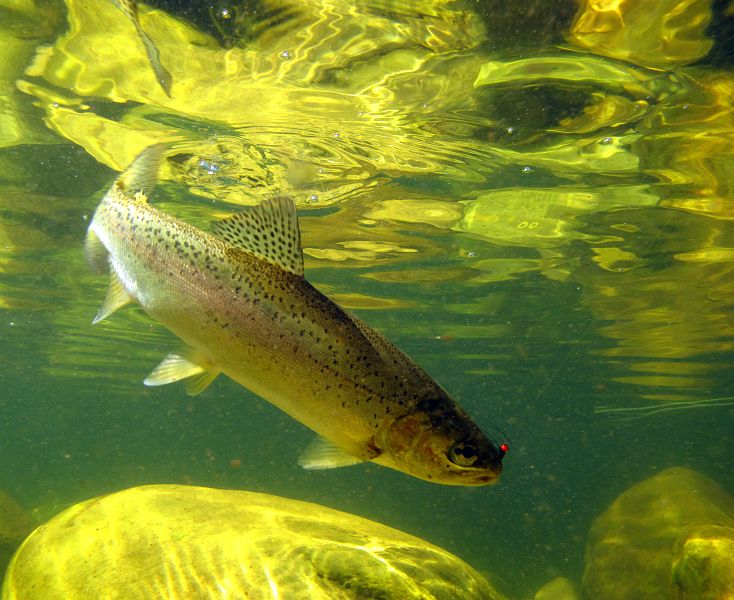 underwater trout (19)