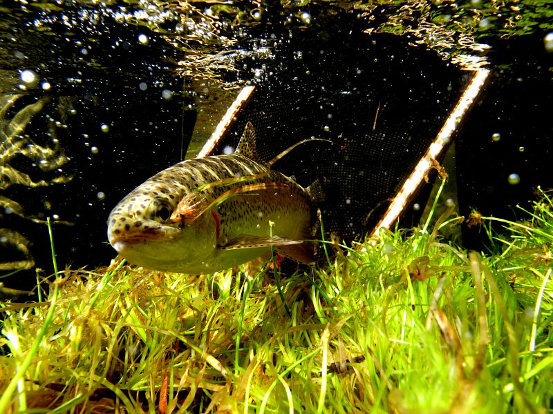 underwater trout (1)