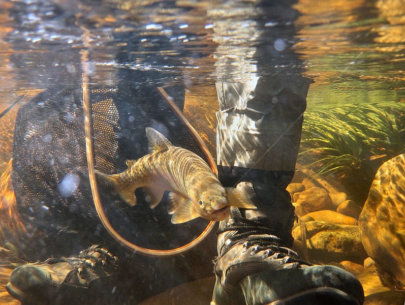 underwater trout (21)