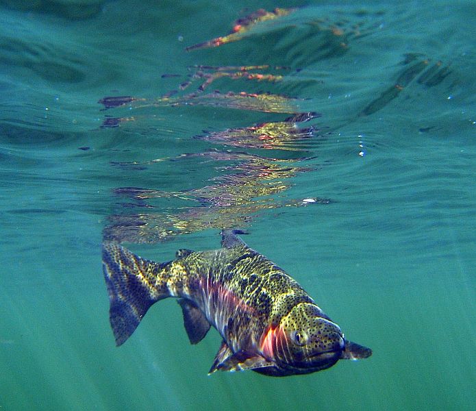 underwater trout (23)