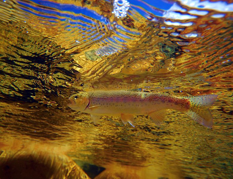 underwater trout (3)