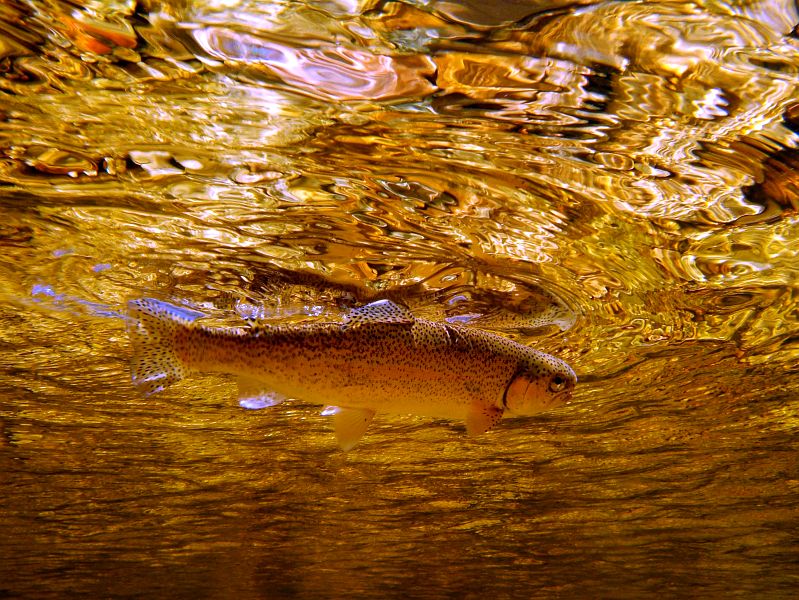 underwater trout (9)