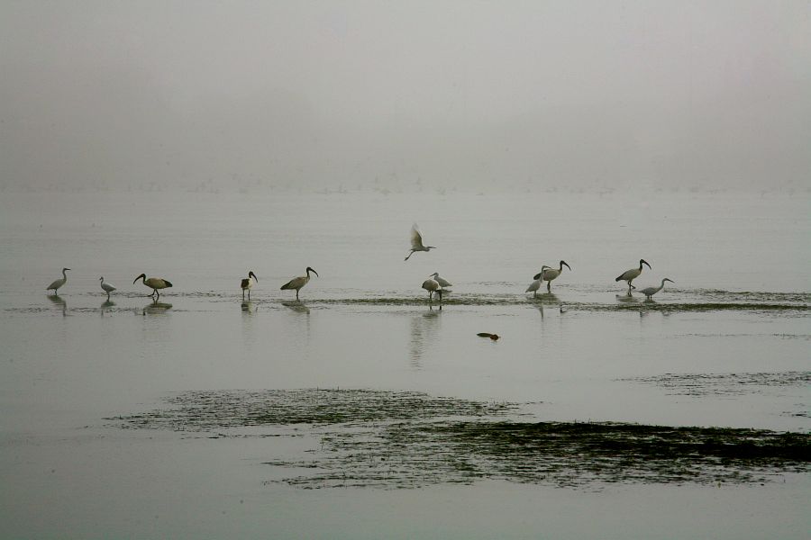 West Coast birds