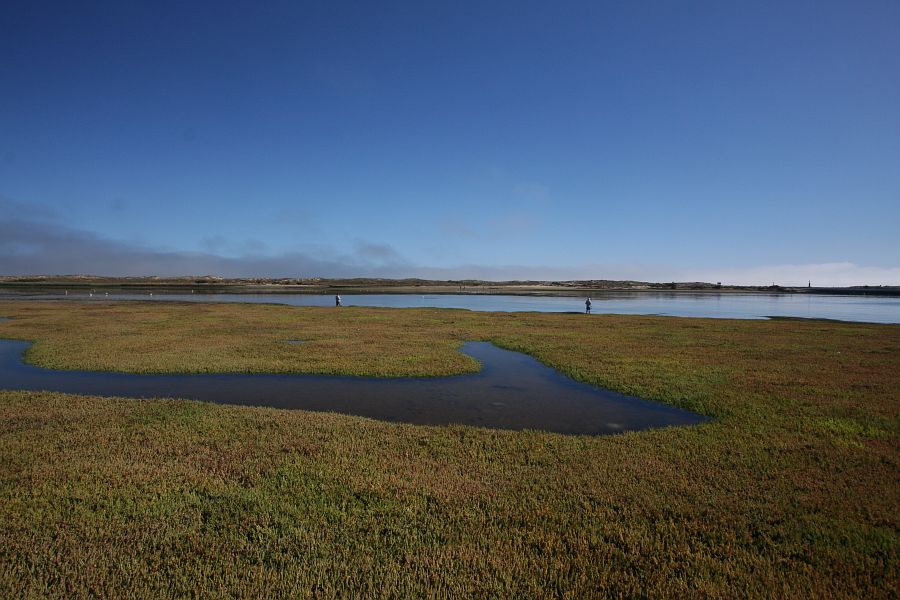 West coast wetland
