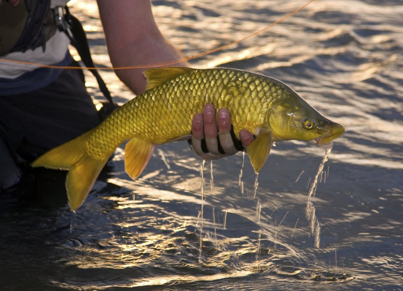 Yellowfish (6)