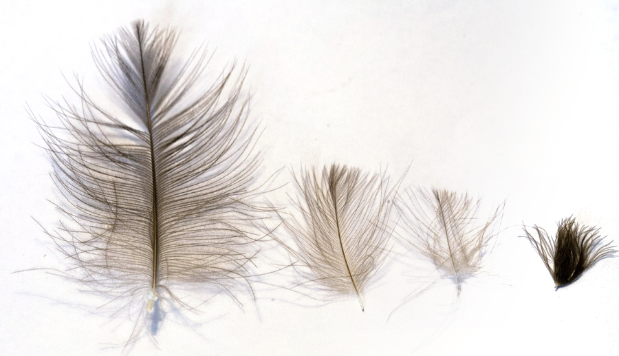 Types ofg CDC-feathers IMG 9886 copy