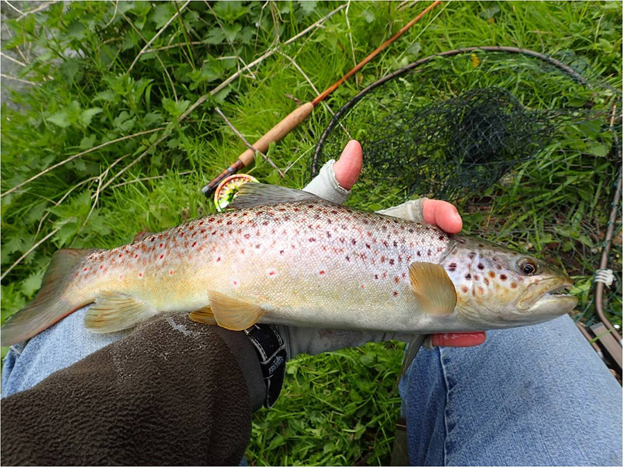 18 Lodden brown trout