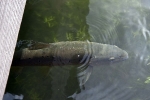 Trout under a bridge