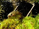 LEPP Trout at the net