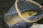 Kraai_River_yellowfish