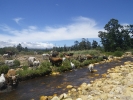 Lourens_River_cattle_IMGP0222