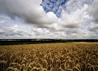 100 The Test River valley near Stockbridge