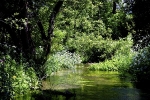 70 Bushed in section Itchen carrier stream
