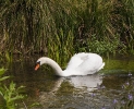 70 Swan on the Itchen