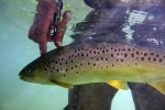 71 Catch and release Itchen River
