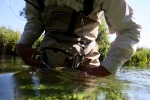 71 Releasing a brown trout Itchen River 