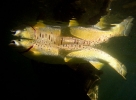 71 Yellow colours Itchen brown trout
