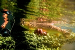 73 Itchen River carrier stream brown trout