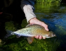 73 Pretty colours on an Itchen Greyling