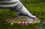 FLY FISHING THE CHALKSTREAMS OF HAMPSHIRE