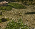 76 Itchen carrier stream brown trout