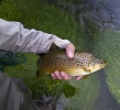 77 Brown trout Itchen River