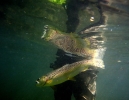 77 Itchen River brown trout