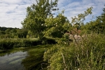 79 Roger Harrison's section of upper Itchen