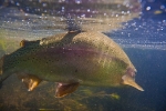 80 Rainbow trout in the Avon