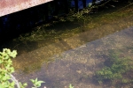85 Avon River brown holding near a bridge