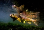 86 Avon River brown trout