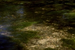 89 Brown trout holding in the Avon