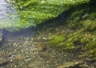 91 Rainbow trout in the  Test